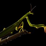 Mantis religiosa - Foto F. Crovetto